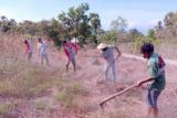 BMKG: Petani NTT cermati curah hujan sebelum menanam