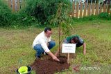 BEI tanam 10.400 pohon di 13 daerah se-Indonesia