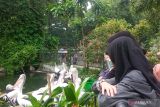 Ragunan dipadati 76.881 wisatawan