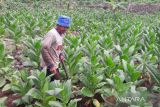 Larangan penjualan rokok batangan beratkan pengusaha tembakau