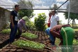 Warga Dawuhan Kulon Banyumas kembangkan bisnis pembibitan tanaman