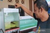 Harga ikan hias pedalaman Kalteng fantastis