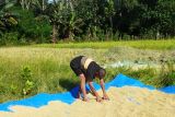 Manggarai Barat identifikasi lahan pertanian yang terkena hama