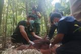 Orang utan nyasar ke kawasan bandara di Pangkalan Bun