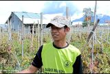 Akibat harga anjlok, petani di Lampung Barat buang tomat ke jurang