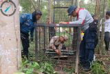 Harimau di Siak kemungkinan dari Taman Nasional Zamrud