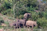 JBI dorong Pemerintah Kabupaten  OKU Selatan selamatkan habitat gajah