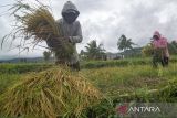 Petani Kurangi Lahan Garapan karena Keterbatasan Pupuk