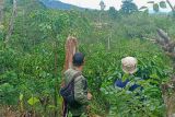 Kawanan gajah liar resahkan warga di Lampung Barat