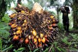 Indonesia dan Malaysia sepakat untuk atasi diskrimasi terhadap kelapa sawit