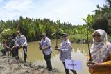 Pemkab Luwu Utara menanam 5.000 mangrove di wilayah pesisir