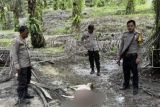 Harimau berkeliaran di kebun sawit dan terkam sapi