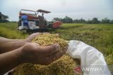 Potensi Pengembangan Padi Sawah Organik di Morowali