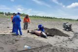 Bangkai satu lumba-lumba terdampar di pantai selatan Jember