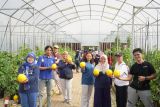 Masyarakat ikut panen raya golden melon di Smart Farming Itera