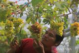 Ini khasiat buah anggur bagi kesehatan tubuh