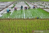 Pakar UGM: Pengembangan genetik baru mendukung produksi pangan nasional