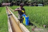 Peneliti BRIN: Penggunaan pupuk organik bisa pulihkan lahan pertanian