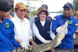 Satwa baning coklat dan buaya muara jadi penghuni baru  SM Padang Sugihan