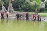 Koramil Labuhan Maringgai tanam bibit pohon mangrove