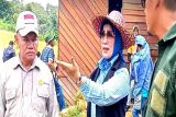 Anggota DPRD ini ikut panen padi ladang varietas Talun Koyem