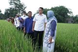 Kemenko Perekonomian dorong Sleman meningkatkan produksi hortikultura