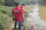 Kejadian luar biasa,  ribuan ikan mati di Sungai Cileungsi