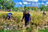 WBP asimilasi Lapas Atambua  panen 4,5 ton gabah kering