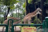 Taman Margasatwa Ragunan siap sambut pengunjung di libur Idul Fitri