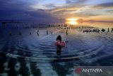 Petani rumput laut  pertanyakan kelanjutan Perpres kasus Montara