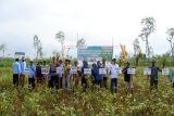 Petani Gunungkidul panen raya kedelai seluas 40 hektare