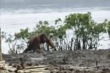 Orang utan mulai masuk ke perkebunan milik warga di Pulang Pisau