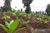 RUU Kesehatan dapat rugikan petani tembakau