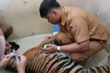 Kematian harimau Sumatera di Pasaman dampak gagal pernapasan