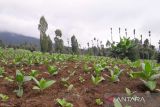 Petani tembakau di Kabupaten Temanggung tak terpengaruh isu RUU Kesehatan