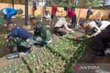 Latsitardanus tanam bunga krisan di Agrowisata Batu Patah Payo Solok