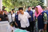 Penyebaran nyamuk berbakteri Wolbachia jadi strategi atasi DBD