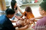 Dua kabupaten di NTT berstatus KLB rabies