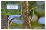 Lembah Bukit Manjai di Banjar menjadi tempat hidup kadal 