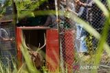 10 rusa timor dilepas di Taman Wisata Alam Batu Angus Bitung