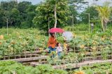 Destinasi wisata Obelix Village bisa jadi sarana edukasi