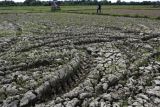 Peneliti nilai manajemen data pangan kunci antisipasi dampak El Nino