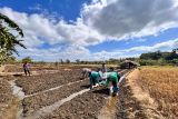 PLN NTT alirkan listrik untuk mendukung produksi bawang di Rote Ndao