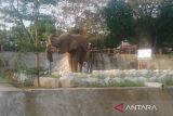BKSDA Jateng serahkan sepasang gajah dari Borobudur ke Semarang Zoo