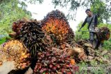 Harga CPO  Jambi naik Rp50 per kg jadi Rp10.317