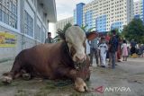 Balai Karantina: Sapi masuk Kalteng meningkat hingga 55,84 persen