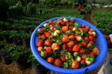 Pengembangan kebun stroberi di wisata Malino