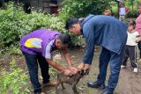 Pasaman Barat vaksinasi hewan peliharaan untuk cegah penularan rabies