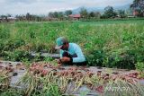 BRIN kaji potensi abu terbang untuk kembangkan komoditas bawang merah