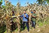 Lapas Lubuk Basung panen jagung program pembinaan kemandirian